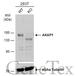 Wild-type (WT) and AKAP1 knockout (KO) 293T cell extracts (30 μg) were separated by 7.5% SDS-PAGE, and the membrane was blotted with AKAP1 antibody [C2C3], C-term (GTX102578) diluted at 1:500. The HRP-conjugated anti-rabbit IgG antibody (GTX213110-01) was used to detect the primary antibody.