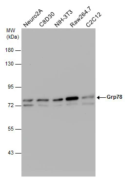 Grp78 antibody [N2C1], Internal