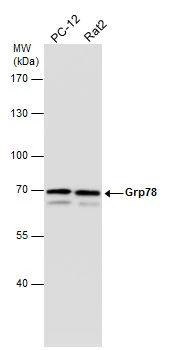 Grp78 antibody [N2C1], Internal
