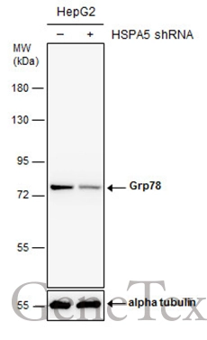 Grp78 antibody [N2C1], Internal