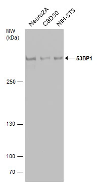 Various whole cell extracts (30 μg) were separated by 5% SDS-PAGE, and the membrane was blotted with 53BP1 antibody [N1], N-term (GTX102595) diluted at 1:500.