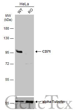 Wild-type (WT) and CD71 knockout (KO) HeLa cell extracts (30 μg) were separated by 7.5% SDS-PAGE, and the membrane was blotted with CD71 antibody [N2C1], Internal (GTX102596) diluted at 1:500. The HRP-conjugated anti-rabbit IgG antibody (GTX213110-01) was used to detect the primary antibody.