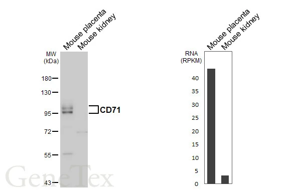 Anti-CD71 antibody [N2C1], Internal (GTX102596) | GeneTex