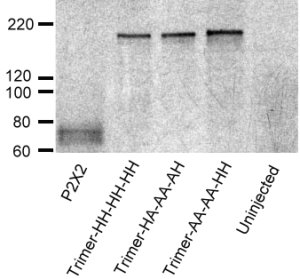 Western blot analysis indicated that concatamerized trimers remain intact.