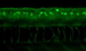 ERR gamma antibody detects ERR gamma protein on zebrafish by whole mount immunohistochemical analysis. Sample: 2 days-post-fertilization zebrafish embryo. ERR gamma antibody (GTX102664) dilution: 1:200.