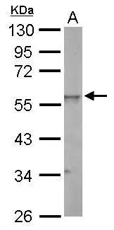 ERR gamma antibody detects ESRRG protein by Western blot analysis. A. 50 μg rat spleen lysate/extract 10 % SDS-PAGE ERR gamma antibody (GTX102664) dilution: 1:1000