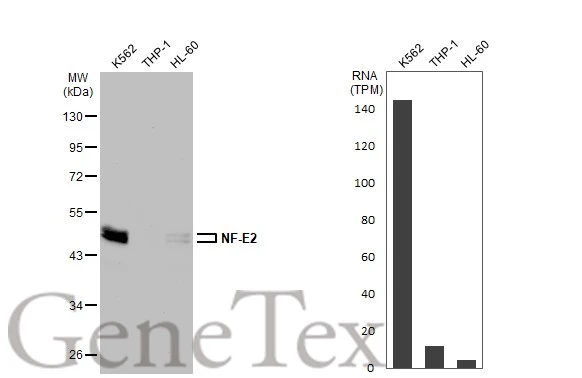 Various whole cell extracts (30 μg) were separated by 10% SDS-PAGE, and the membrane was blotted with NF-E2 antibody [N1C3] (GTX102698) diluted at 1:1000. The HRP-conjugated anti-rabbit IgG antibody (GTX213110-01) was used to detect the primary antibody. Corresponding RNA expression data for the same cell lines are based on Human Protein Atlas program.