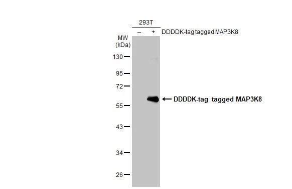 Non-transfected (–) and transfected (+) 293T whole cell extracts (30 μg) were separated by 10% SDS-PAGE, and the membrane was blotted with MAP3K8 antibody [N3C3] (GTX102711) diluted at 1:500000. The HRP-conjugated anti-rabbit IgG antibody (GTX213110-01) was used to detect the primary antibody.