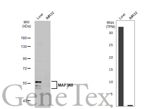 Various whole cell extracts (30 μg) were separated by 7.5% SDS-PAGE, and the membrane was blotted with MAP3K8 antibody [N3C3] (GTX102711) diluted at 1:1000. The HRP-conjugated anti-rabbit IgG antibody (GTX213110-01) was used to detect the primary antibody. Corresponding RNA expression data for the same cell lines are based on Human Protein Atlas program.