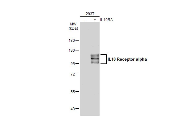 IL10 Receptor alpha antibody