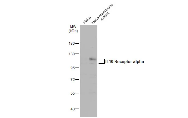 IL10 Receptor alpha antibody