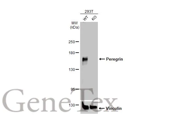 Wild-type (WT) and Peregrin knockout (KO) 293T cell extracts (30 μg) were separated by 5% SDS-PAGE, and the membrane was blotted with Peregrin antibody [N1N2], N-term (GTX102778) diluted at 1:1500. The HRP-conjugated anti-rabbit IgG antibody (GTX213110-01) was used to detect the primary antibody.
