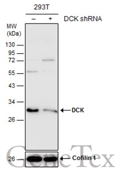 Non-transfected (–) and transfected (+) 293T whole cell extracts (30 μg) were separated by 12% SDS-PAGE, and the membrane was blotted with DCK antibody (GTX102800) diluted at 1:10000. The HRP-conjugated anti-rabbit IgG antibody (GTX213110-01) was used to detect the primary antibody.