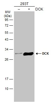 Non-transfected (–) and transfected (+) 293T whole cell extracts (30 μg) were separated by 12% SDS-PAGE, and the membrane was blotted with DCK antibody (GTX102800) diluted at 1:5000. The HRP-conjugated anti-rabbit IgG antibody (GTX213110-01) was used to detect the primary antibody.