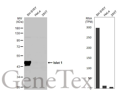 Various whole cell extracts (30 μg) were separated by 10% SDS-PAGE, and the membrane was blotted with Islet 1 antibody (GTX102807) diluted at 1:10000. The HRP-conjugated anti-rabbit IgG antibody (GTX213110-01) was used to detect the primary antibody. Corresponding RNA expression data for the same cell lines are based on Human Protein Atlas program.