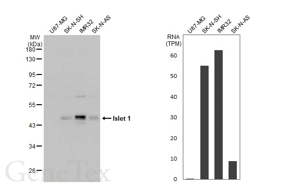 Various whole cell extracts (30 μg) were separated by 10% SDS-PAGE, and the membrane was blotted with Islet 1 antibody (GTX102807) diluted at 1:10000. The HRP-conjugated anti-rabbit IgG antibody (GTX213110-01) was used to detect the primary antibody. Corresponding RNA expression data for the same cell lines are based on Human Protein Atlas program.