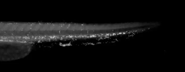 Cyth 1 antibody detects Cyth 1 protein on zebrafish by whole mount immunohistochemical analysis. Sample: 2 days-post-fertilization zebrafish embryo. Cyth 1 antibody (GTX102825) dilution: 1:200.