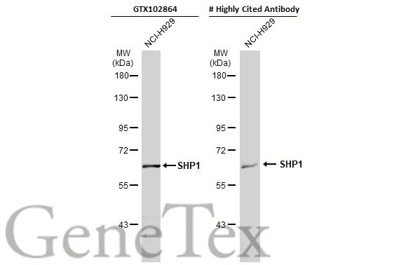 Whole cell extract (30 μg) was separated by 7.5% SDS-PAGE, and the membranes were blotted with SHP1 antibody (GTX102864) diluted at 1:1000 and competitor's antibody (# Highly Cited Antibody) diluted at 1:500. The HRP-conjugated anti-rabbit IgG antibody (GTX213110-01) was used to detect the primary antibody. *The competitor is not affiliated with GeneTex and does not endorse this product.