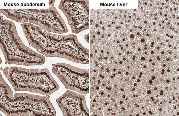 SHP1 antibody detects SHP1 protein by immunohistochemical analysis. Sample: Paraffin-embedded mouse tissues. SHP1 stained by SHP1 antibody (GTX102864) diluted at 1:500. Antigen Retrieval: Citrate buffer, pH 6.0, 15 min