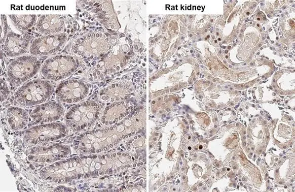 SHP1 antibody detects SHP1 protein by immunohistochemical analysis. Sample: Paraffin-embedded rat tissues. SHP1 stained by SHP1 antibody (GTX102864) diluted at 1:500. Antigen Retrieval: Citrate buffer, pH 6.0, 15 min