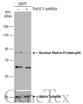 Various whole cell extracts (30 ug) were separated by 7.5% SDS-PAGE,and the membrane was blotted with Nuclear Matrix Protein p84 antibody [C1C3] (GTX102919) diluted at 1:1000.