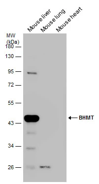 Various tissue extracts (50 μg) were separated by 10% SDS-PAGE, and the membrane was blotted with BHMT antibody (GTX102983) diluted at 1:1000.