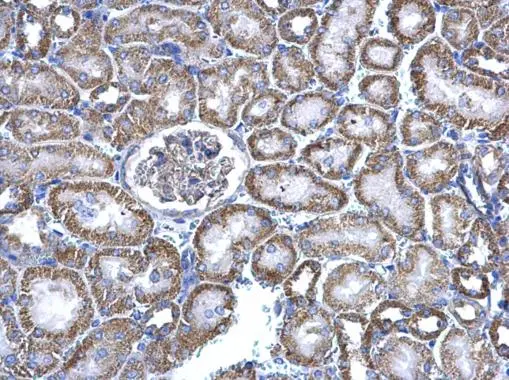 NNT antibody detects NNT protein at cytosol on mouse kidney by immunohistochemical analysis. Sample: Paraffin-embedded mouse kidney. NNT antibody (GTX103015) dilution: 1:500. 
 Antigen Retrieval: Trilogy? (EDTA based, pH 8.0) buffer, 15min