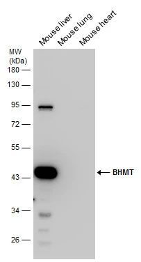 Various tissue extracts (50 μg) were separated by 10% SDS-PAGE, and the membrane was blotted with BHMT antibody (GTX103037) diluted at 1:1000.