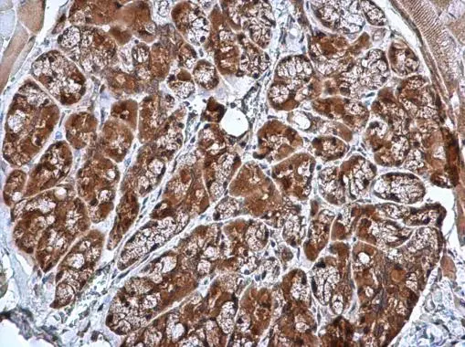 CRHSP-24 antibody [N1C3] detects CRHSP-24 protein at cytoplasm in mouse prostate by immunohistochemical analysis. Sample: Paraffin-embedded mouse prostate. CRHSP-24 antibody [N1C3] (GTX103061) diluted at 1:500. 
 Antigen Retrieval: Citrate buffer, pH 6.0, 15 min