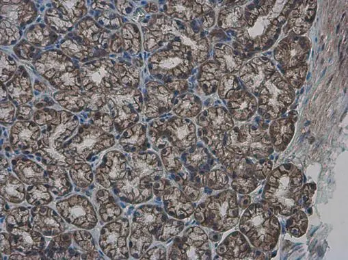 GLMN antibody detects GLMN protein at cytoplasm in mouse duodenum by immunohistochemical analysis. Sample: Paraffin-embedded mouse duodenum. GLMN antibody (GTX103064) diluted at 1:500. 
 Antigen Retrieval: Citrate buffer, pH 6.0, 15 min