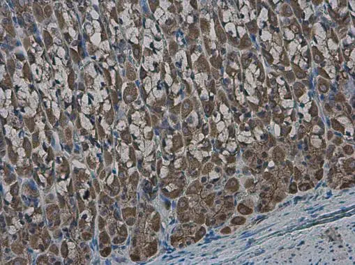 GLMN antibody detects GLMN protein at cytoplasm in rat stomach by immunohistochemical analysis. Sample: Paraffin-embedded rat stomach. GLMN antibody (GTX103064) diluted at 1:500. 
 Antigen Retrieval: Citrate buffer, pH 6.0, 15 min