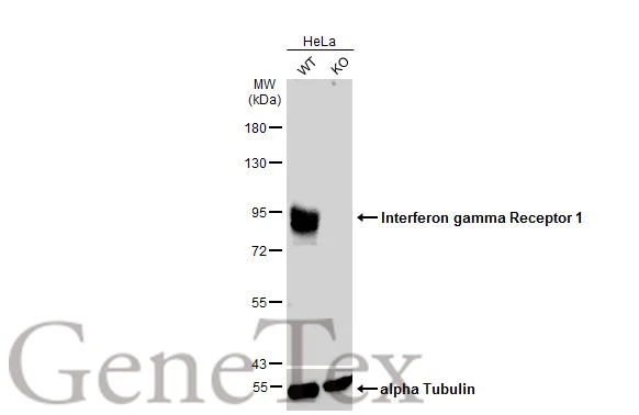 Wild-type (WT) and Interferon gamma Receptor 1 knockout (KO) HeLa cell extracts (30 μg) were separated by 7.5% SDS-PAGE, and the membrane was blotted with Interferon gamma Receptor 1 antibody (GTX103098) diluted at 1:500. The HRP-conjugated anti-rabbit IgG antibody (GTX213110-01) was used to detect the primary antibody, and the signal was developed with Trident ECL plus-Enhanced.