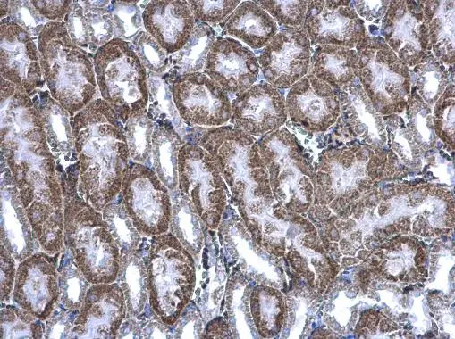 BBOX1 antibody detects BBOX1 protein at cytoplasm on mouse kidney by immunohistochemical analysis. Sample: Paraffin-embedded mouse kidney. BBOX1 antibody (GTX103127) diluted at 1:500. 
 Antigen Retrieval: Trilogy? (EDTA based, pH 8.0) buffer, 15min