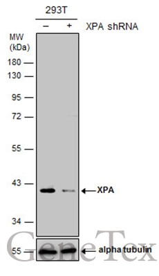 XPA antibody