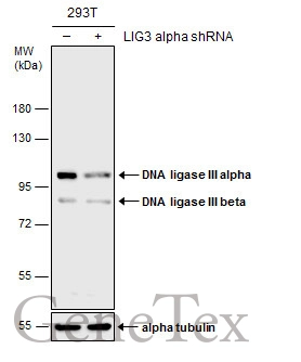 Non-transfected (–) and transfected (+) 293T whole cell extracts (30 μg) were separated by 7.5% SDS-PAGE, and the membrane was blotted with DNA ligase III antibody (GTX103172) diluted at 1:500.