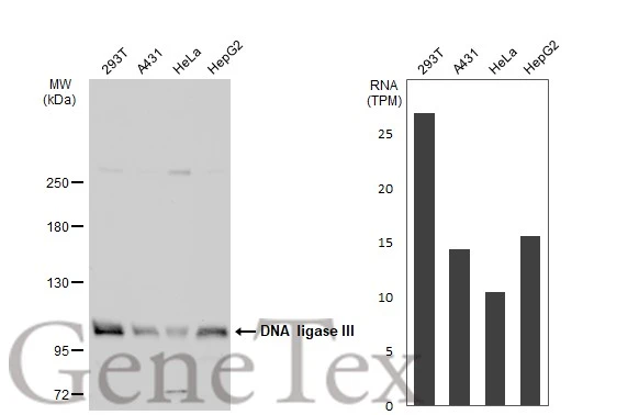 DNA ligase III antibody