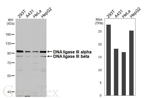 Various whole cell extracts (30 μg) were separated by 7.5% SDS-PAGE, and the membrane was blotted with DNA ligase III antibody (GTX103172) diluted at 1:1000. The HRP-conjugated anti-rabbit IgG antibody (GTX213110-01) was used to detect the primary antibody. Corresponding RNA expression data for the same cell lines are based on Human Protein Atlas program.
