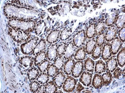 NRF1 antibody detects NRF1 protein at nucleus on mouse colon by immunohistochemical analysis. Sample: Paraffin-embedded mouse colon. NRF1 antibody (GTX103179) dilution: 1:500. 
 Antigen Retrieval: Trilogy? (EDTA based, pH 8.0) buffer, 15min