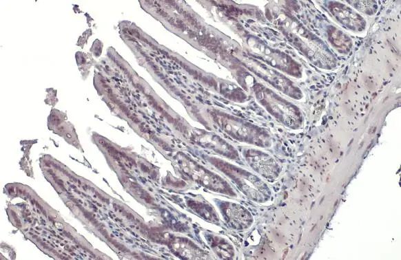 NRF1 antibody detects NRF1 protein at nucleus by immunohistochemical analysis. Sample: Paraffin-embedded mouse intestine. NRF1 stained by NRF1 antibody (GTX103179) diluted at 1:500. Antigen Retrieval: Citrate buffer, pH 6.0, 15 min