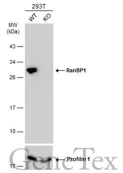 Wild-type (WT) and RanBP1 knockout (KO) 293T cell extracts (30 μg) were separated by 12% SDS-PAGE, and the membrane was blotted with RanBP1 antibody [N1C3] (GTX103192) diluted at 1:2000. The HRP-conjugated anti-rabbit IgG antibody (GTX213110-01) was used to detect the primary antibody.