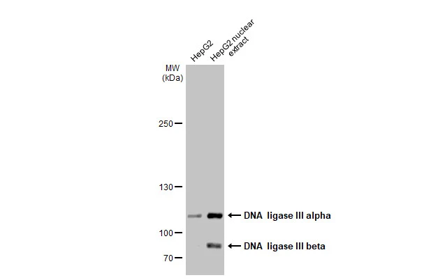 HepG2 whole cell and nuclear extracts (30 μg) were separated by 5% SDS-PAGE, and the membrane was blotted with DNA ligase III antibody [C2C3], C-term (GTX103197) diluted at 1:500. The HRP-conjugated anti-rabbit IgG antibody (GTX213110-01) was used to detect the primary antibody.