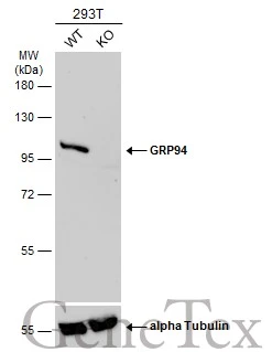 Wild-type (WT) and GRP94 knockout (KO) 293T cell extracts (30 μg) were separated by 7.5% SDS-PAGE, and the membrane was blotted with GRP94 antibody [N1N3] (GTX103203) diluted at 1:2000. The HRP-conjugated anti-rabbit IgG antibody (GTX213110-01) was used to detect the primary antibody.