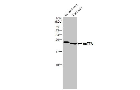 Various tissue extracts (50 μg) were separated by 15% SDS-PAGE, and the membrane was blotted with mtTFA antibody (GTX103231) diluted at 1:10000. The HRP-conjugated anti-rabbit IgG antibody (GTX213110-01) was used to detect the primary antibody.