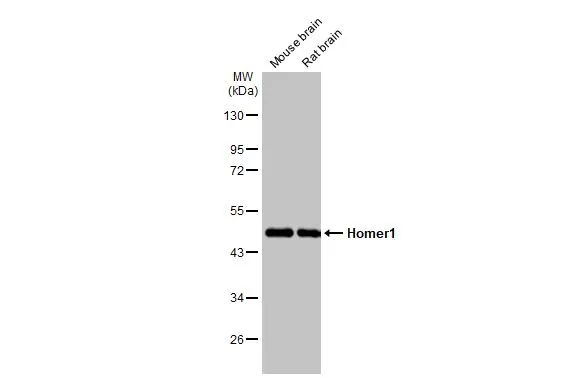 Various tissue extracts (50 μg) were separated by 10% SDS-PAGE, and the membrane was blotted with Homer1 antibody (GTX103278) diluted at 1:5000. The HRP-conjugated anti-rabbit IgG antibody (GTX213110-01) was used to detect the primary antibody.
