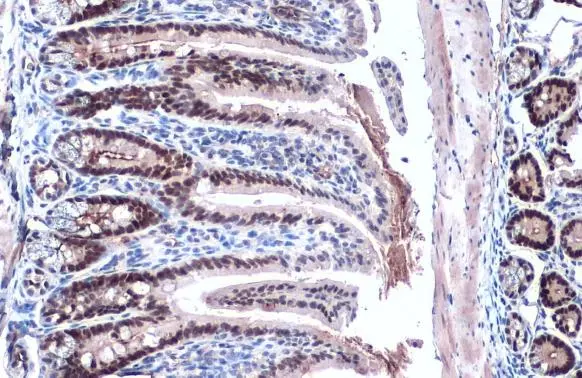 KLF5 antibody detects KLF5 protein at nucleus by immunohistochemical analysis. Sample: Paraffin-embedded mouse intestine. KLF5 stained by KLF5 antibody (GTX103289) diluted at 1:500. Antigen Retrieval: Citrate buffer, pH 6.0, 15 min