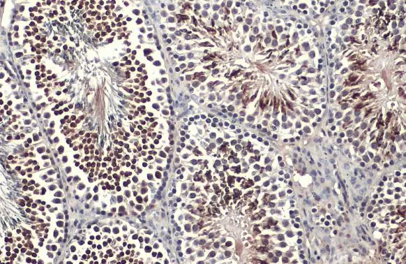 KLF5 antibody detects KLF5 protein at nucleus by immunohistochemical analysis. Sample: Paraffin-embedded mouse testis. KLF5 stained by KLF5 antibody (GTX103289) diluted at 1:500. Antigen Retrieval: Citrate buffer, pH 6.0, 15 min