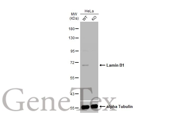 Wild-type (WT) and Lamin B1 knockout (KO) HeLa cell extracts (30 μg) were separated by 7.5% SDS-PAGE, and the membrane was blotted with Lamin B1 antibody (GTX103292) diluted at 1:10000. The HRP-conjugated anti-rabbit IgG antibody (GTX213110-01) was used to detect the primary antibody.