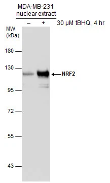 Untreated (–) and treated (+) MDA-MB-231 nuclear extracts (30 μg) were separated by 7.5% SDS-PAGE, and the membrane was blotted with NRF2 antibody [N2C2], Internal (GTX103322) diluted at 1:1000.