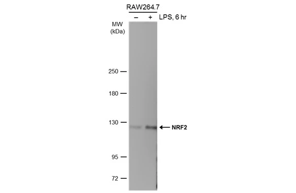 Untreated (–) and treated (+) RAW264.7 whole cell extracts (30 μg) were separated by 5% SDS-PAGE, and the membrane was blotted with NRF2 antibody [N2C2], Internal (GTX103322) diluted at 1:500. The HRP-conjugated anti-rabbit IgG antibody (GTX213110-01) was used to detect the primary antibody.