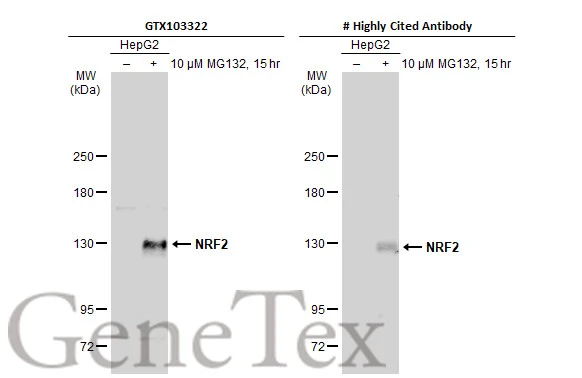 Various whole cell extracts (30 ug) were separated by 7.5% SDS-PAGE,and the membrane was blotted with NRF2 antibody [N2C2],Internal (GTX103322) diluted at 1:500.